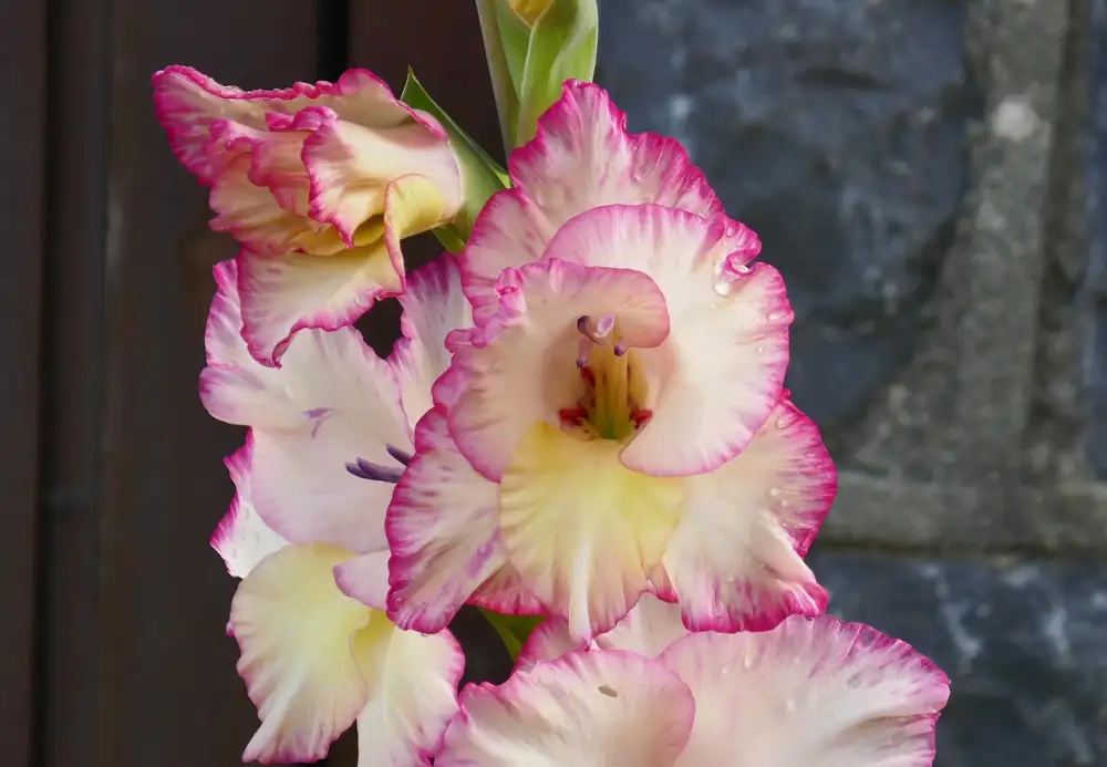Gladiola